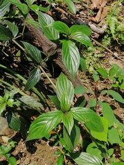 Hedyotis