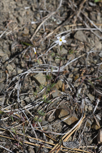 Rattan's leptosiphon (Leptosiphon rattanii)
