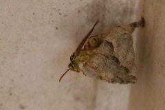 Mischocyttarus basimacula