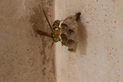 Mischocyttarus basimacula