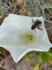 Calystegia macrostegia amplissima