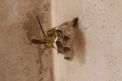 Mischocyttarus basimacula