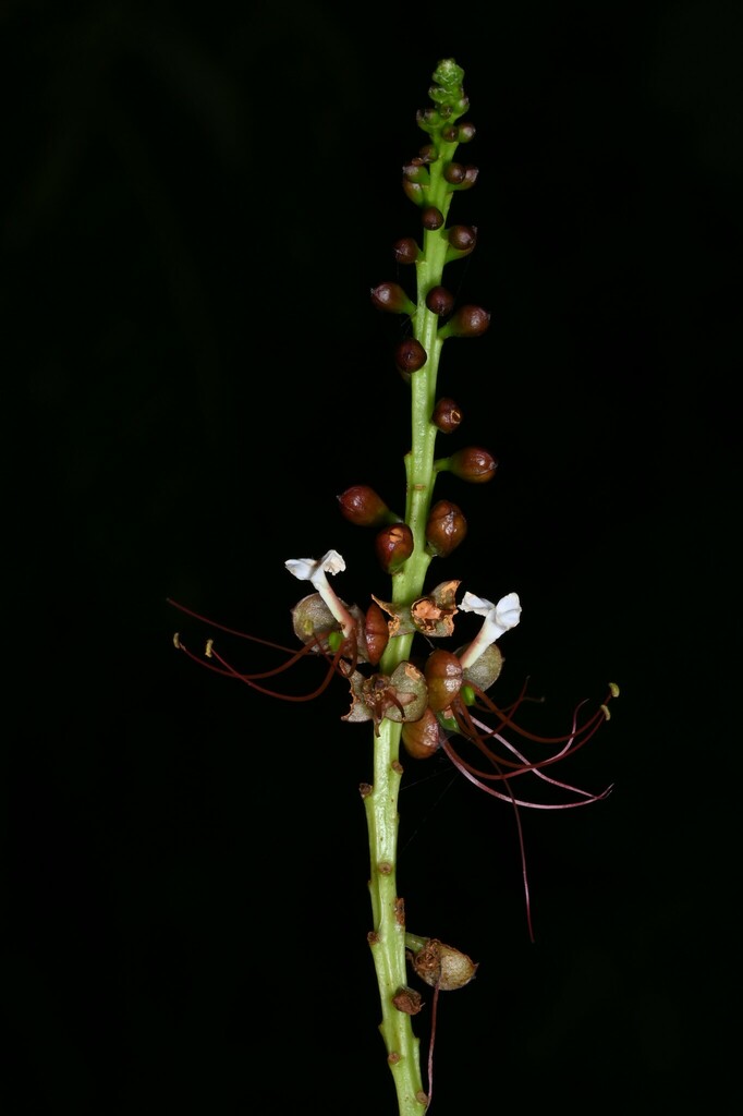 Macrolobium multijugum