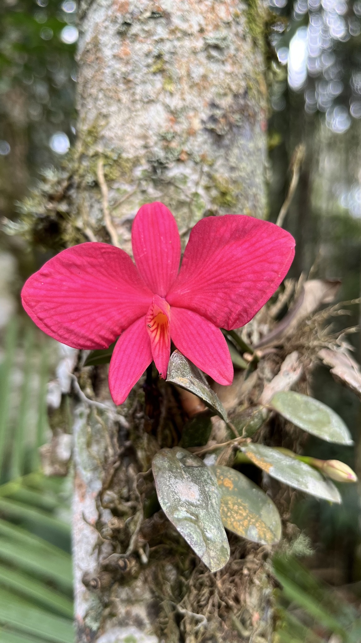 Imagem de Orquídea