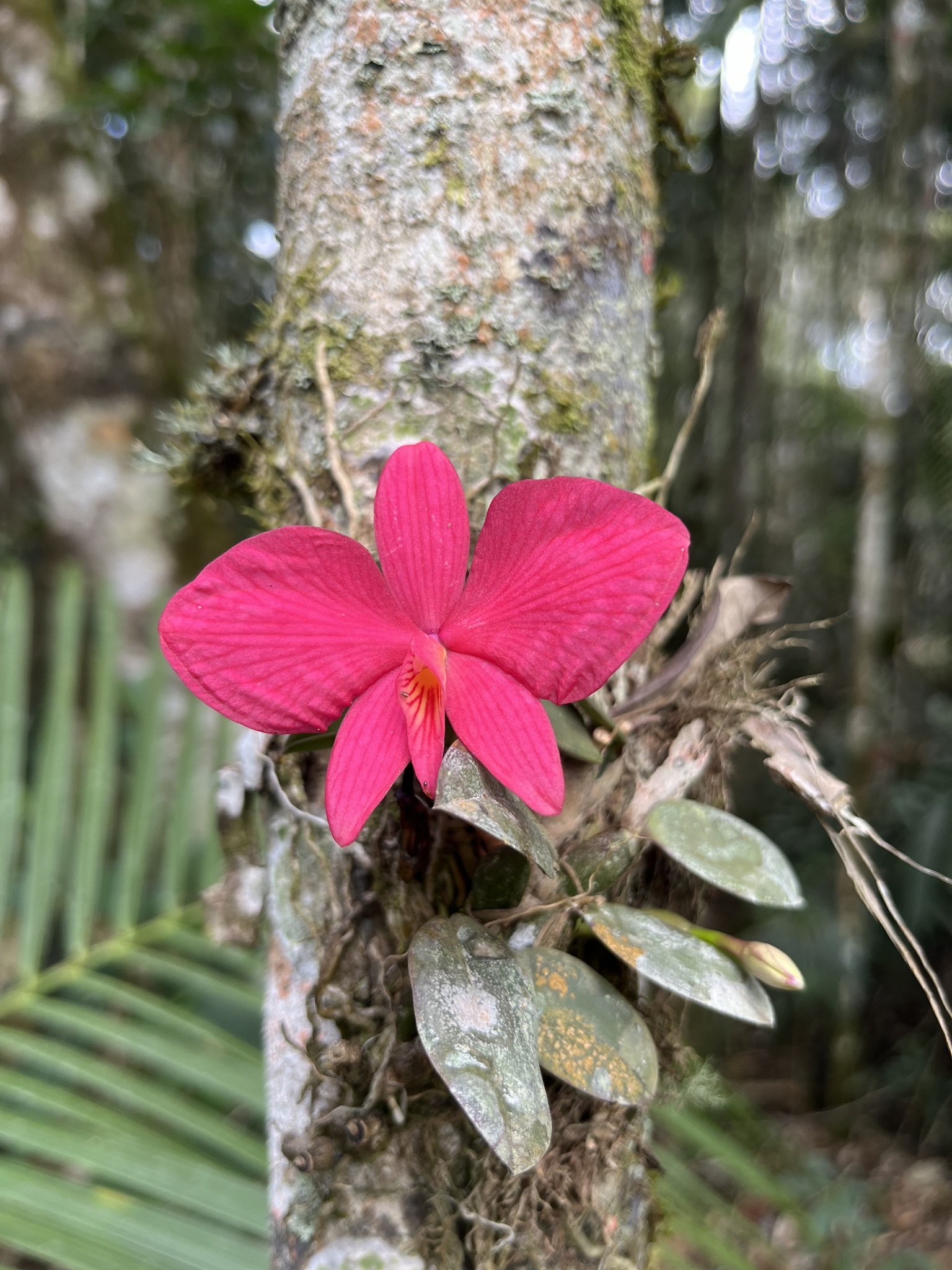 Imagem de Orquídea