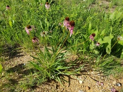 Echinacea simulata