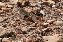 Aspidoscelis angusticeps angusticeps