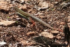 Aspidoscelis angusticeps angusticeps