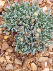 Antennaria dimorpha