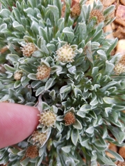 Antennaria dimorpha