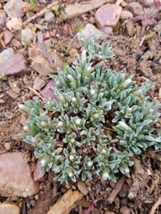 Antennaria dimorpha