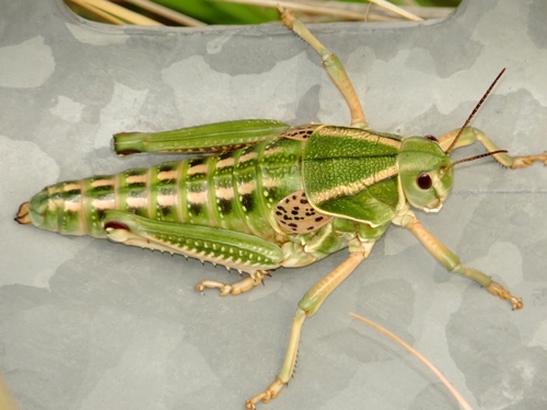 Plains Lubber Grasshopper