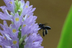 Paratetrapedia moesta