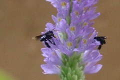 Paratetrapedia moesta