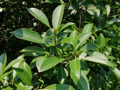 Sideroxylon wightianum