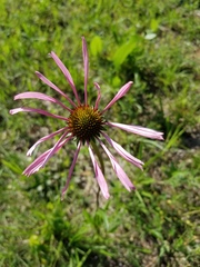 Echinacea simulata
