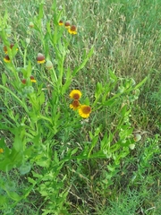 Helenium microcephalum