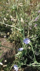 Cichorium pumilum