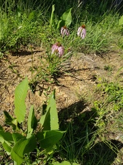 Echinacea simulata