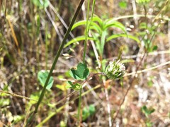 Trifolium microdon