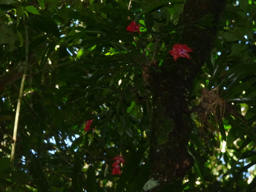 Foto de Flor-de-maio