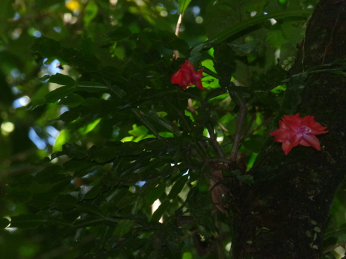 Foto de Flor-de-maio