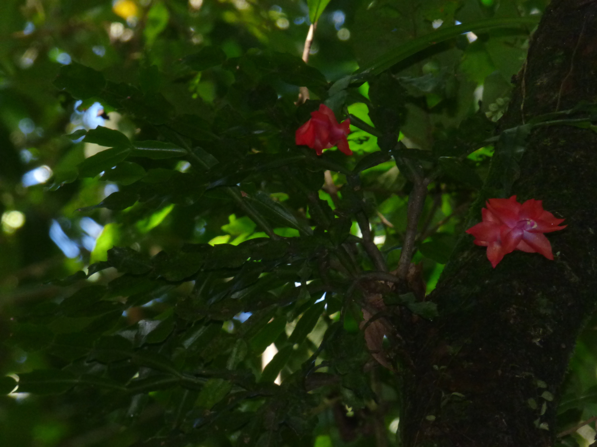 Imagem de Flor-de-maio
