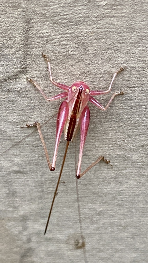 Straight-lanced Meadow Katydid