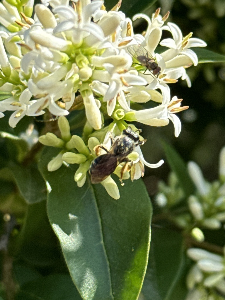 Bees in May 2024 by Marguerite K Goodwin. Nectaring on Privet ...