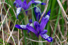 Iris ruthenica
