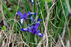 Iris ruthenica