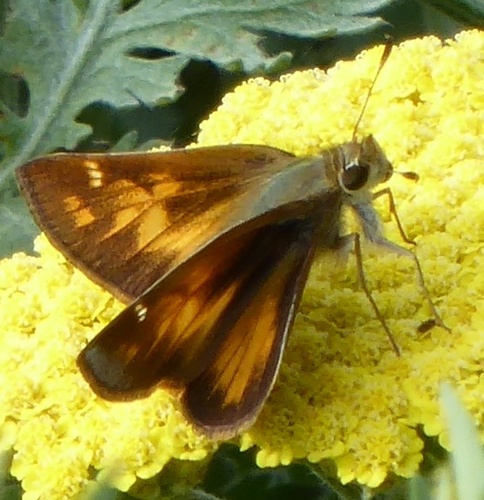 Taxiles Skipper