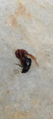 Dybowski's Hornet