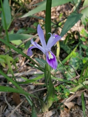 Iris speculatrix