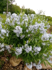 Amsonia illustris