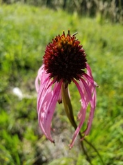 Echinacea simulata