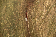 Helicorthomorpha holstii