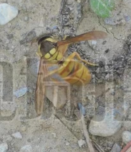 Black Shield Hornet