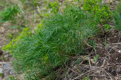 Peucedanum morisonii