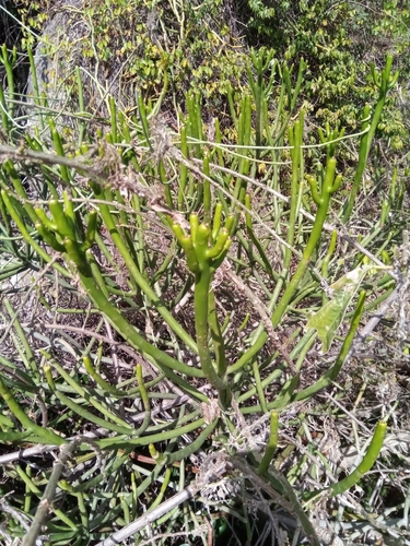 Subspecies Euphorbia alluaudii alluaudii · iNaturalist United Kingdom