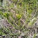 Euphorbia alluaudii alluaudii - Photo (c) Andry.A.R, μερικά δικαιώματα διατηρούνται (CC BY-NC), uploaded by Andry.A.R