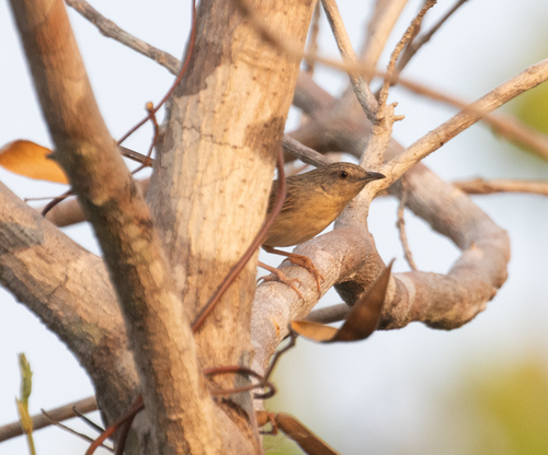Brown Prinia (Prinia polychroa), photo 8