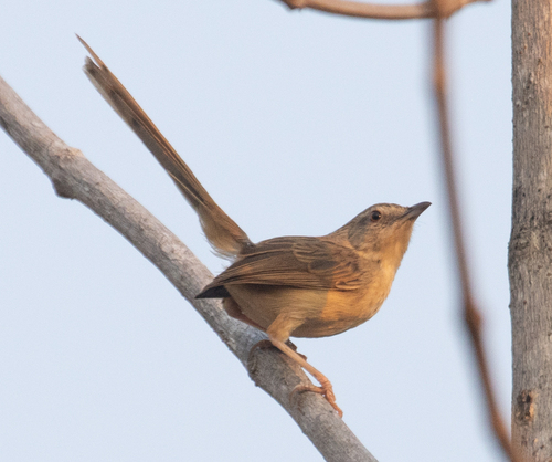 Brown Prinia (Prinia polychroa), photo 2