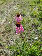 Echinacea simulata