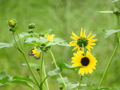 Helianthus