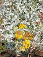 Constancea nevinii