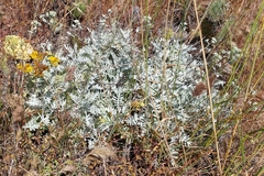 Constancea nevinii