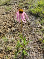 Echinacea simulata