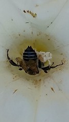 Diadasia bituberculata