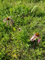 Echinacea simulata